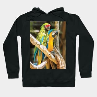 Parrots Perching Hoodie